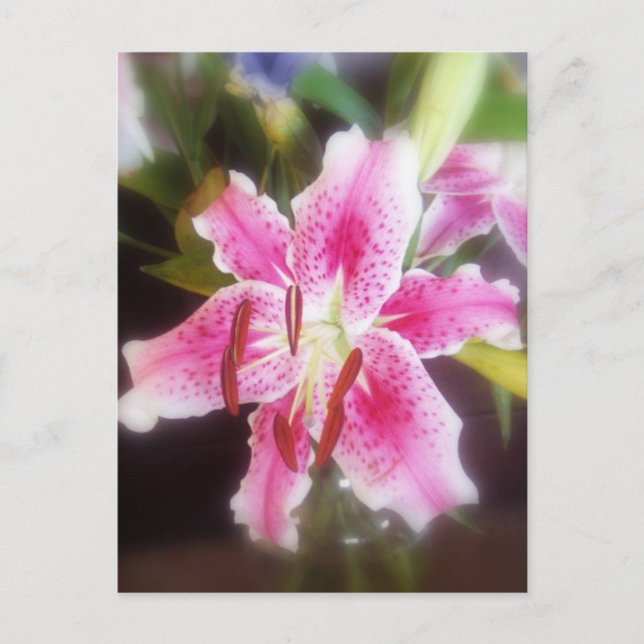 stargazer lilles #2 postcard (Front)