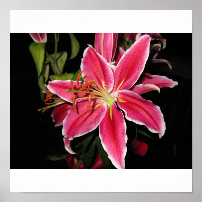 Stargazer Lilly Poster (Front)