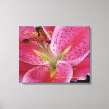 Stargazer Lilly Wrapped Canvas by dbrown0310 at Zazzle