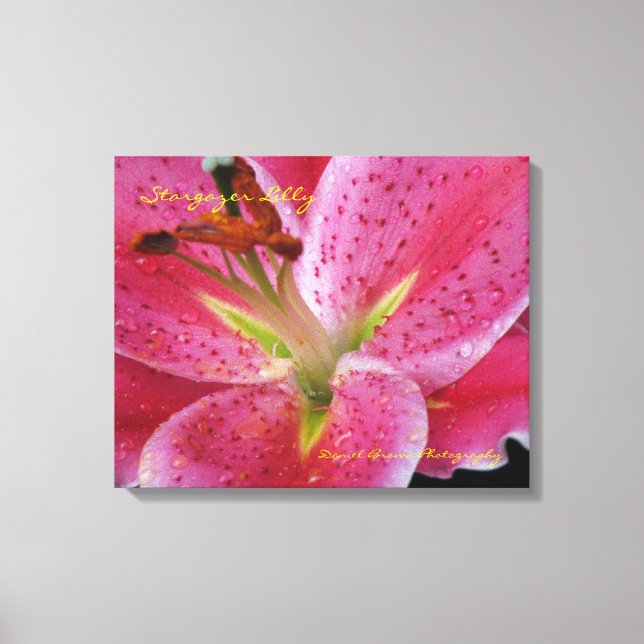 Stargazer Lilly Wrapped Canvas Print (Front)