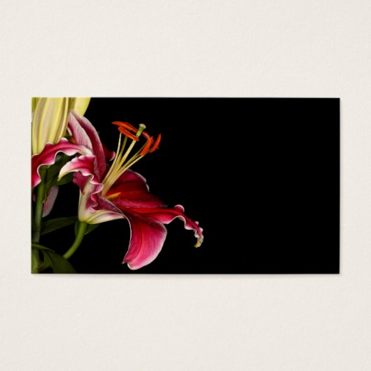 Stargazer Lily (Front)
