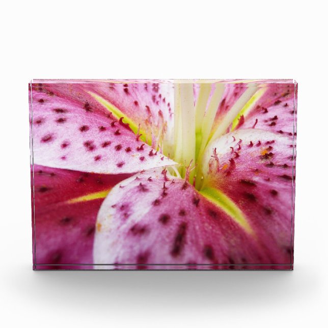 Stargazer Lily Bright Magenta Floral Award (Front)