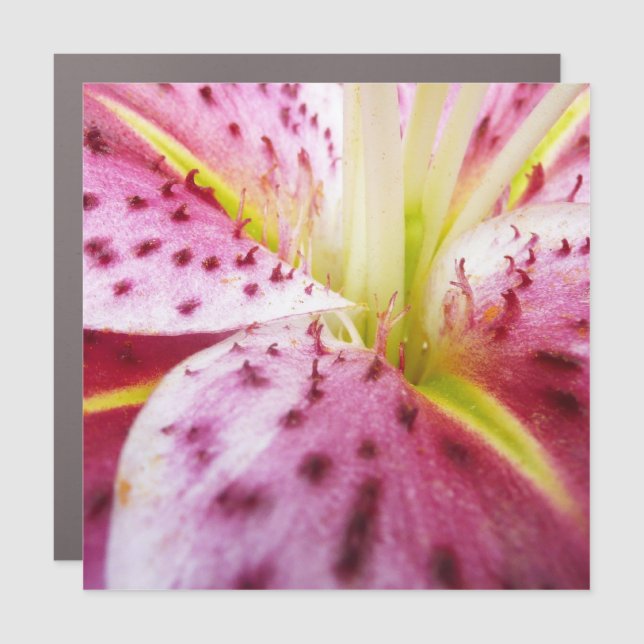 Stargazer Lily Bright Magenta Floral Car Magnet (Front)