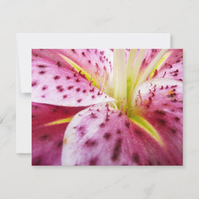 Stargazer Lily Bright Magenta Floral Card (Front)