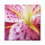 Stargazer Lily Bright Magenta Floral Magnet