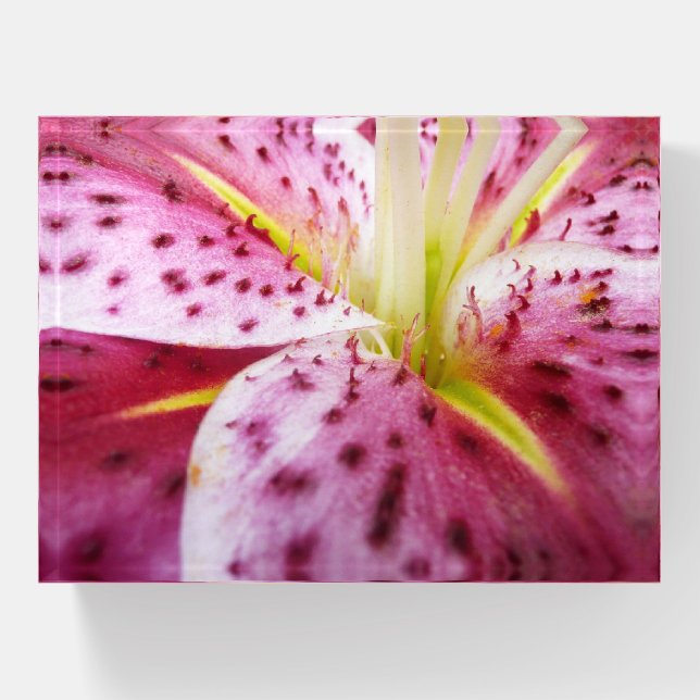 Stargazer Lily Bright Magenta Floral Paperweight (Front)