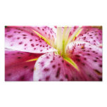 Stargazer Lily Bright Magenta Floral Photo Print