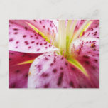 Stargazer Lily Bright Magenta Floral Postcard