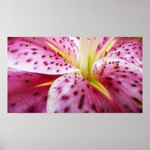 Stargazer Lily Bright Magenta Floral Poster