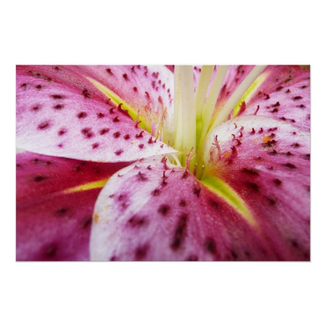 Stargazer Lily Bright Magenta Floral Poster (Front)
