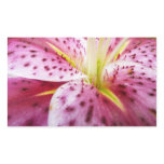 Stargazer Lily Bright Magenta Floral Rectangular Sticker