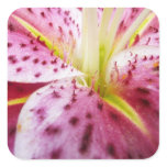 Stargazer Lily Bright Magenta Floral Square Sticker
