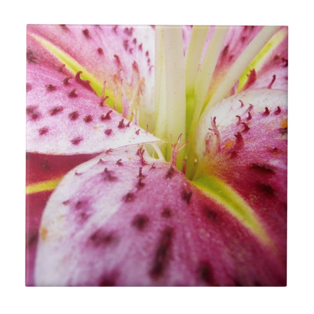 Stargazer Lily Bright Magenta Floral Tile (Front)