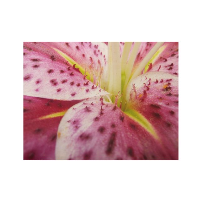 Stargazer Lily Bright Magenta Floral Wood Poster (Front)