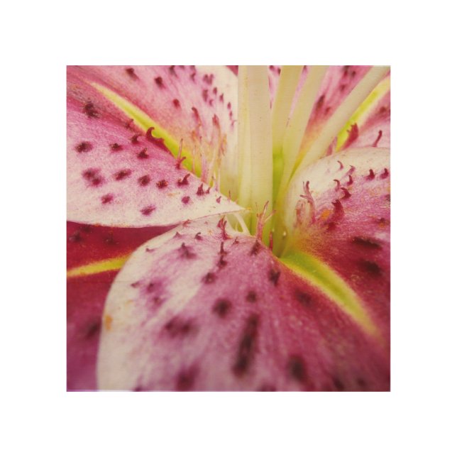 Stargazer Lily Bright Magenta Floral Wood Wall Art (Front)