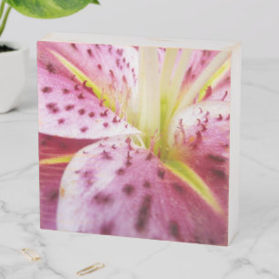 Stargazer Lily Bright Magenta Floral Wooden Box Sign