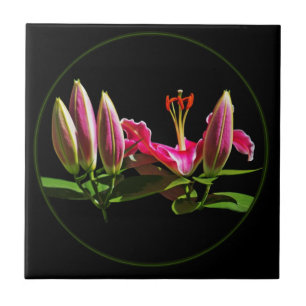 Stargazer Lily Buds and Bloom Tile