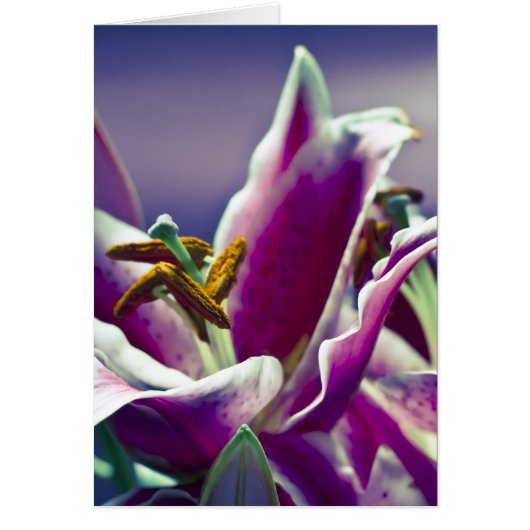 Stargazer Lily Cards (Front)