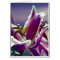 Stargazer Lily