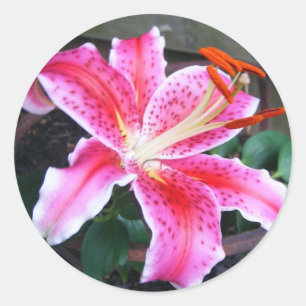 Stargazer Lily Classic Round Sticker