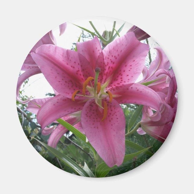 Stargazer Lily Magnet (Front)