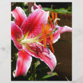 Stargazer Lily Photograph (Front)