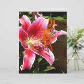 Stargazer Lily Photograph (Standing Front)