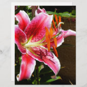 Stargazer Lily Photograph (Front/Back)