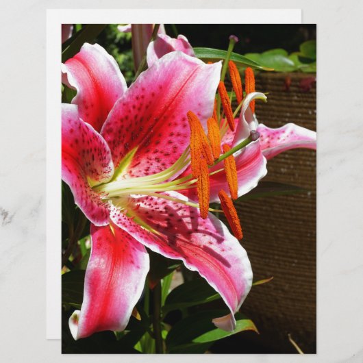 Stargazer Lily Photograph (Front/Back)