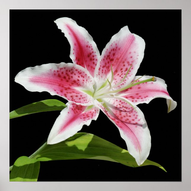 Stargazer Lily Poster (Front)