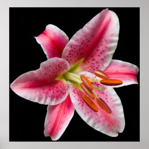 Stargazer Lily Print