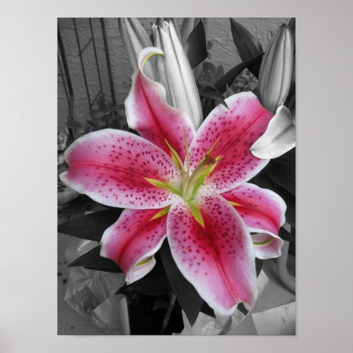 Stargazer Lily Print