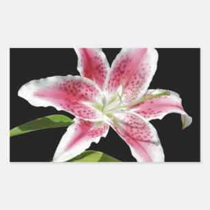 Stargazer Lily Rectangular Sticker