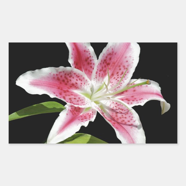 Stargazer Lily Rectangular Sticker (Front)