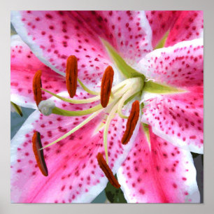 Stargazer Lily Watercolor Fine Floral Poster