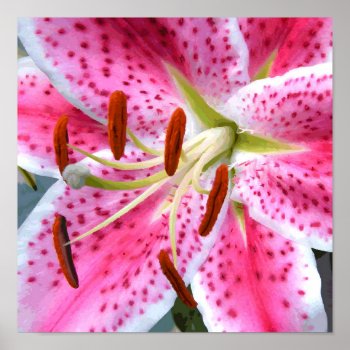 Stargazer Lily Watercolor Fine Floral Poster by euclid_ at Zazzle