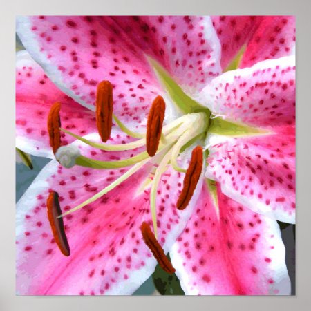 Stargazer Lily Watercolor Fine Floral Poster