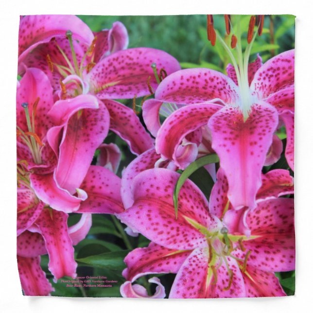 Stargazer Oriental Lilies Bandana (Front)