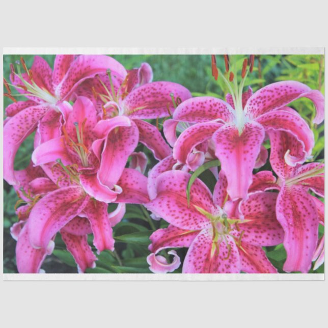 Stargazer Oriental Lilies, full flowers Tissue Paper (Front)