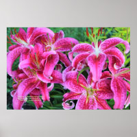 Stargazer Pink Oriental Late Summer Lilies