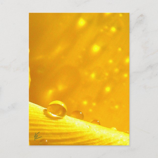 Stargazing Dew Drops on Yellow Daffodil Postcard (Front)