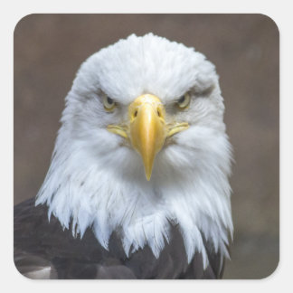 Staring Bald Eagle Square Sticker