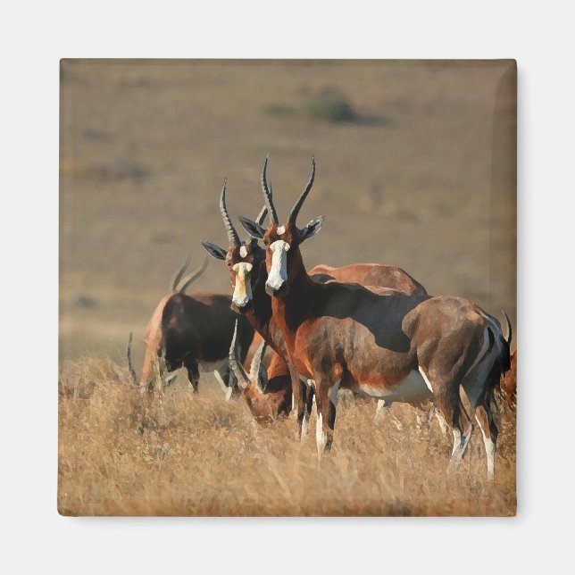 Staring blesbok magnet (Front)