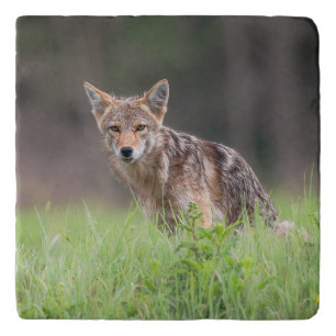Staring Brown Coyote, Animal Photography Trivet