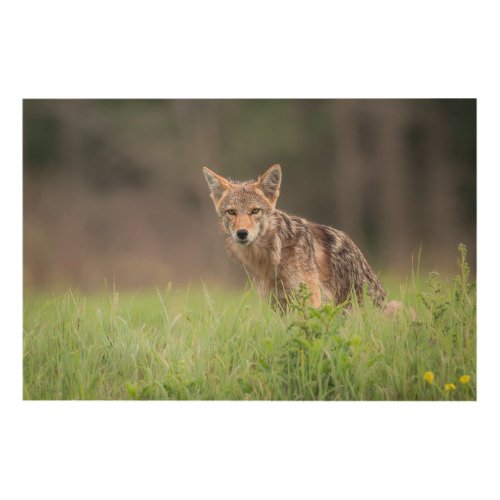 Staring Brown Coyote On a Field Wood Wall Art