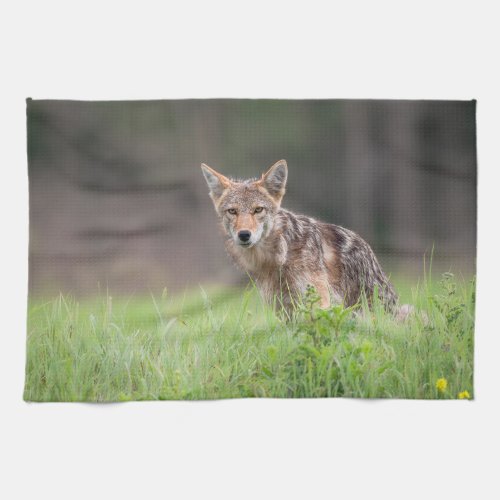 Staring Brown Coyote Photography On a Field Kitchen Towel