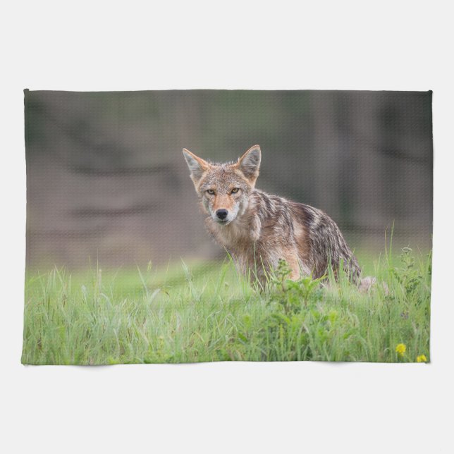 Staring Brown Coyote Photography, On a Field Kitchen Towel (Horizontal)