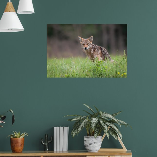 Staring Brown Coyote Poster (Living Room 1)
