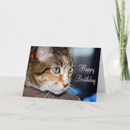 Staring cat birthday greeting card