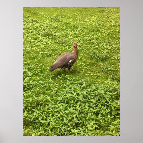 Staring Duck Poster
